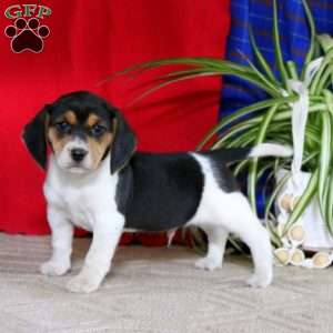 Reece, Beagle Puppy