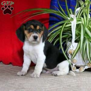 Reece, Beagle Puppy