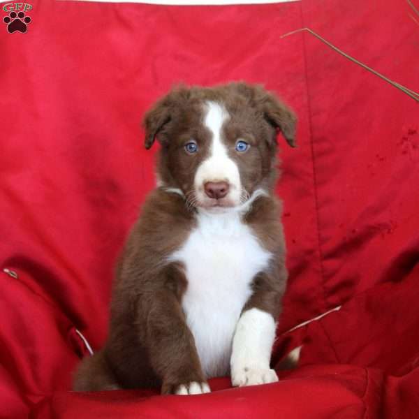 Reed, Border Collie Puppy