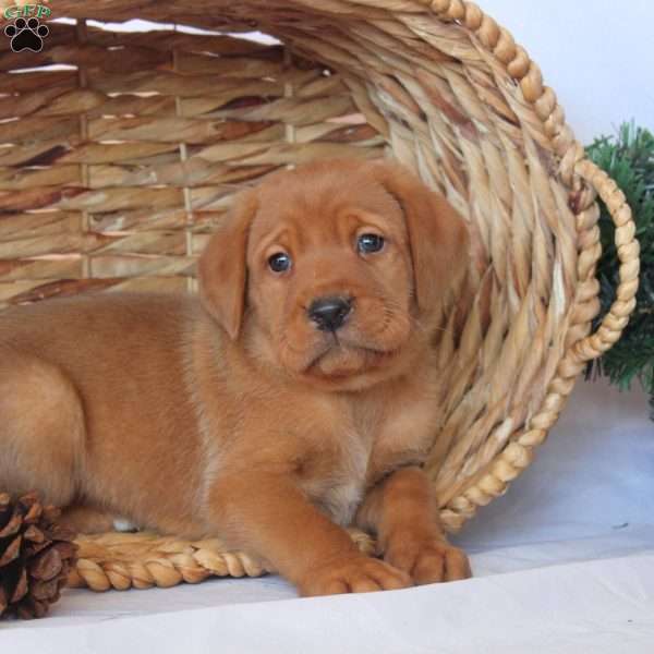 Reed, Fox Red Labrador Retriever Puppy