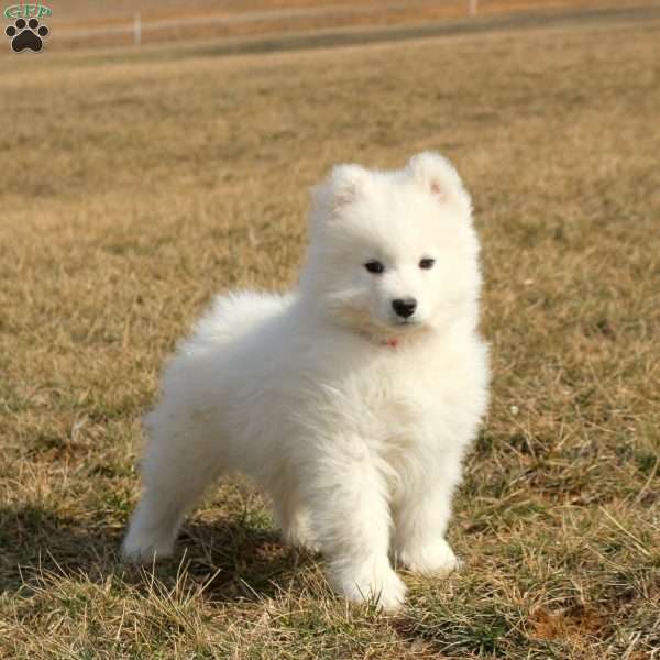 Reese, Samoyed Puppy