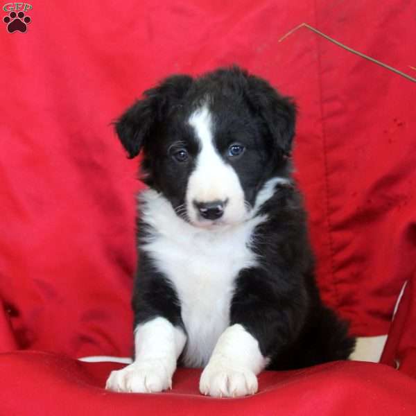 Reggie, Border Collie Puppy