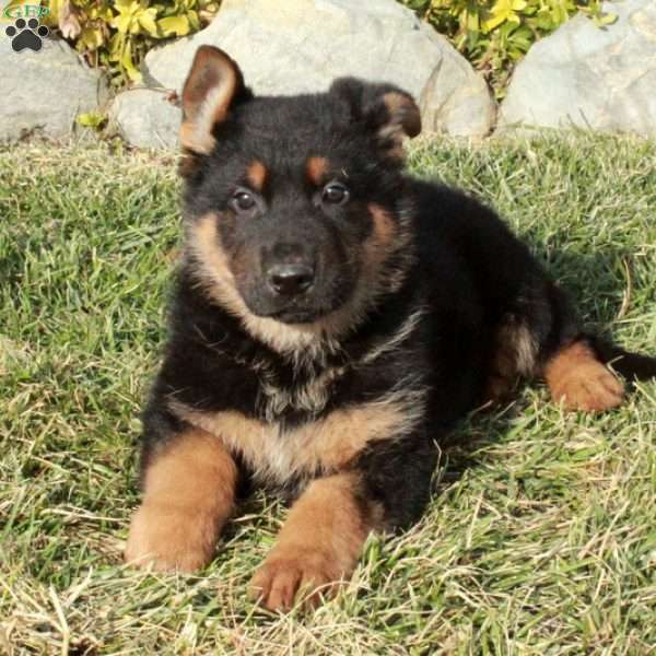 Reggie, German Shepherd Puppy