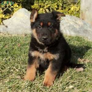 Reggie, German Shepherd Puppy