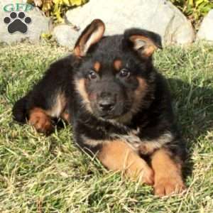 Reggie, German Shepherd Puppy