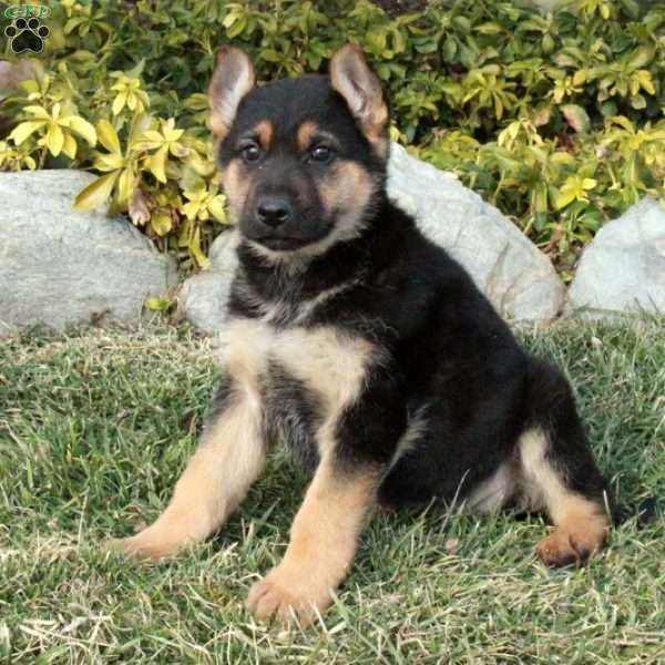 Regina, German Shepherd Puppy