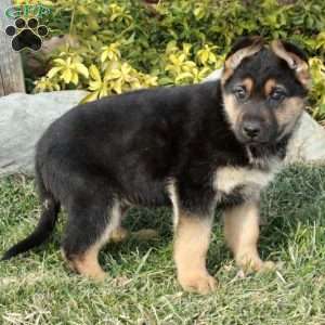 Regina, German Shepherd Puppy