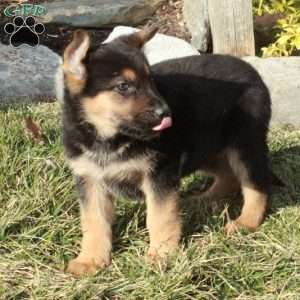 Regina, German Shepherd Puppy