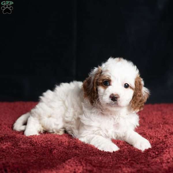 Regina, Cavapoo Puppy