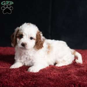 Regina, Cavapoo Puppy