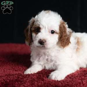 Regina, Cavapoo Puppy