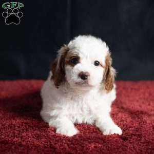 Regina, Cavapoo Puppy