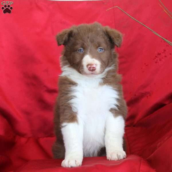 Remi, Border Collie Puppy