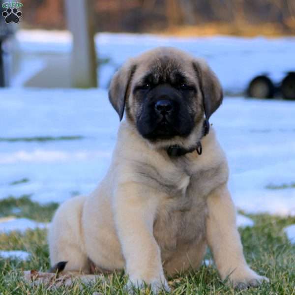 Remington, English Mastiff Puppy