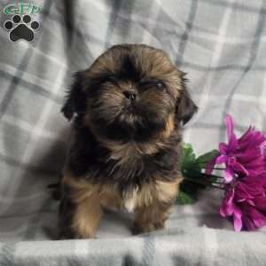 Honey, Shih Tzu Puppy