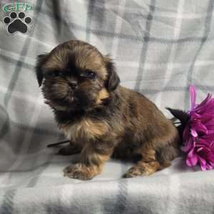 Honey, Shih Tzu Puppy