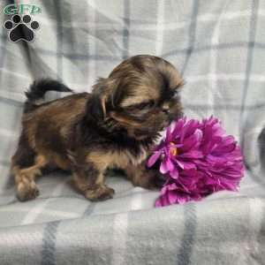 Honey, Shih Tzu Puppy