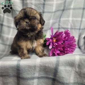 Honey, Shih Tzu Puppy