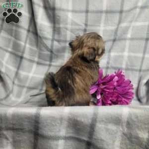 Honey, Shih Tzu Puppy