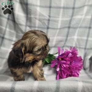 Honey, Shih Tzu Puppy