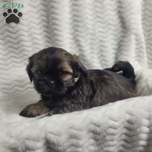 Hershey, Shih Tzu Puppy