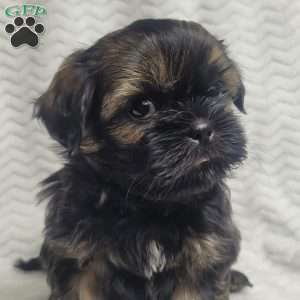 Hershey, Shih Tzu Puppy