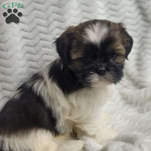 Fudge, Shih Tzu Puppy