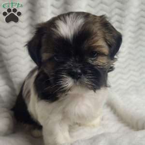 Fudge, Shih Tzu Puppy