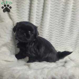 Oreo, Shih Tzu Puppy