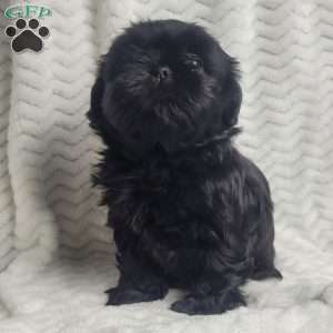 Oreo, Shih Tzu Puppy