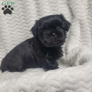 Oreo, Shih Tzu Puppy