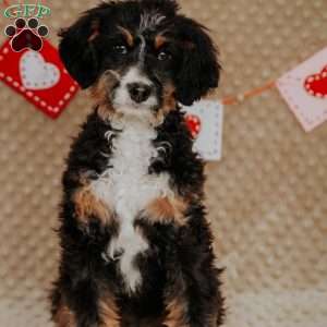 Rhino, Mini Bernedoodle Puppy