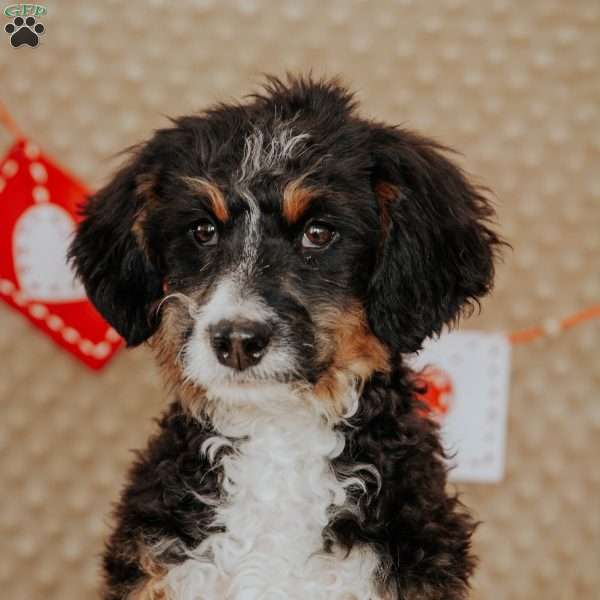 Rhino, Mini Bernedoodle Puppy