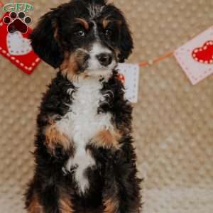 Rhino, Mini Bernedoodle Puppy