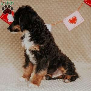 Rhino, Mini Bernedoodle Puppy