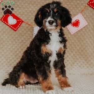 Rhino, Mini Bernedoodle Puppy