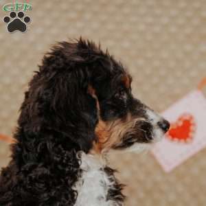 Rhino, Mini Bernedoodle Puppy