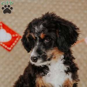 Rhino, Mini Bernedoodle Puppy