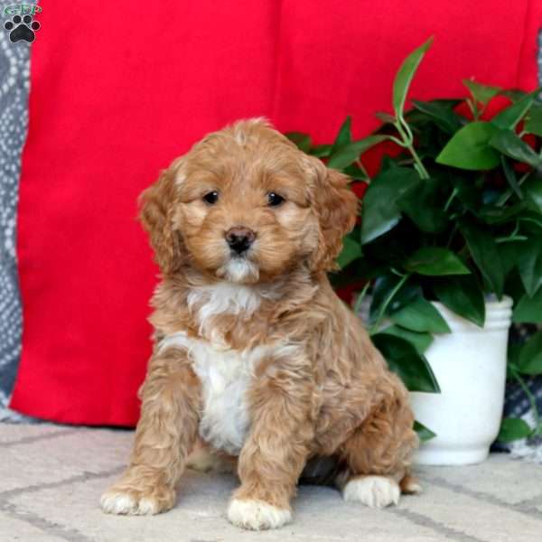 Rianna, Cockapoo Puppy