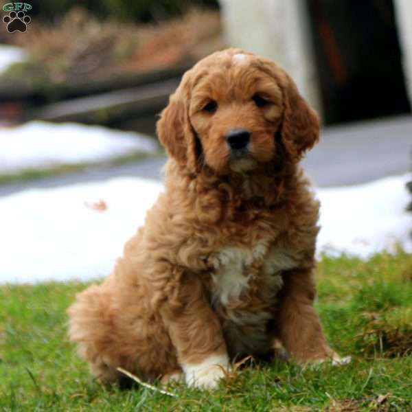 Rianna, Goldendoodle Puppy