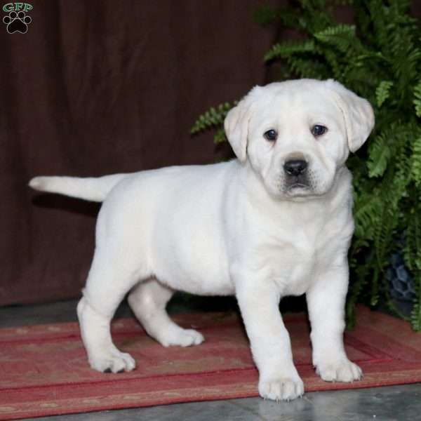 Rianna, Yellow Labrador Retriever Puppy