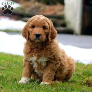 Rianna, Goldendoodle Puppy