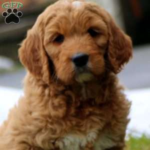 Rianna, Goldendoodle Puppy