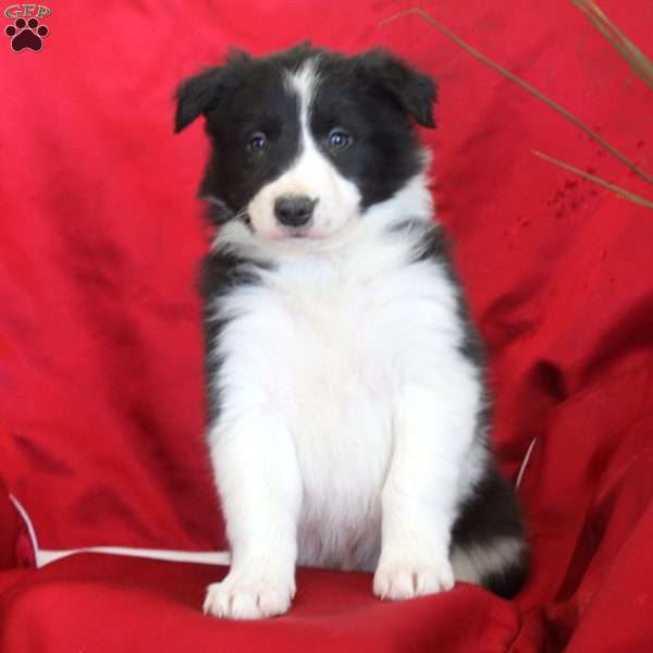 Rich, Border Collie Puppy