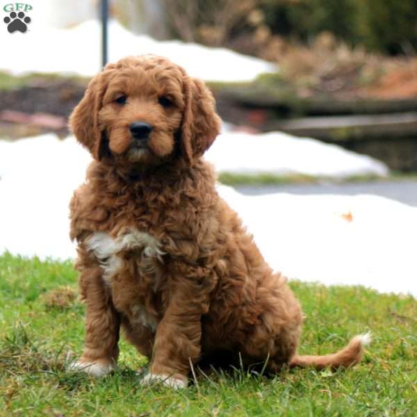 Rich, Goldendoodle Puppy