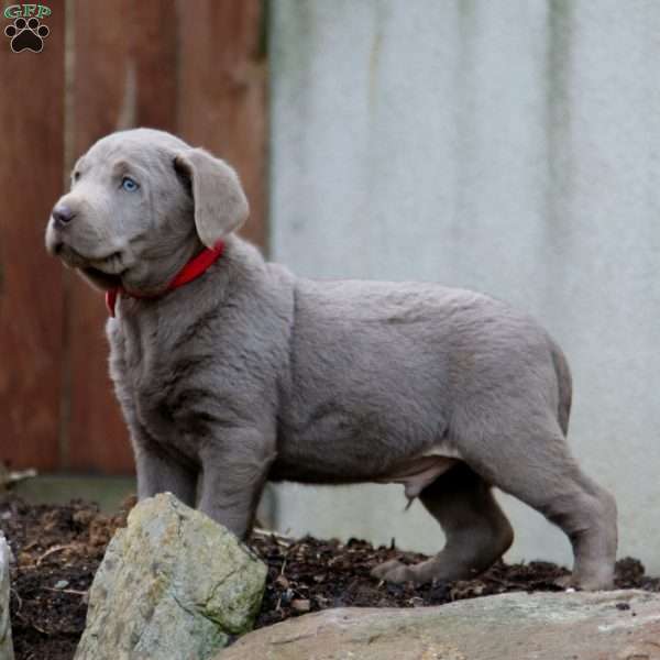 Rich, Silver Labrador Retriever Puppy