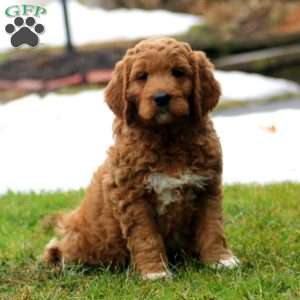 Rich, Goldendoodle Puppy