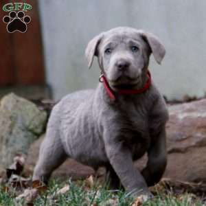 Rich, Silver Labrador Retriever Puppy