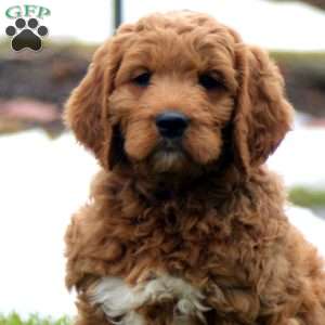 Rich, Goldendoodle Puppy