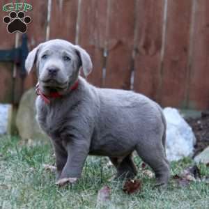 Rich, Silver Labrador Retriever Puppy